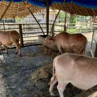 หล่อเลี้ยงฟาร์ม คาเฟ่ - Lhor Liang Farm!🐷