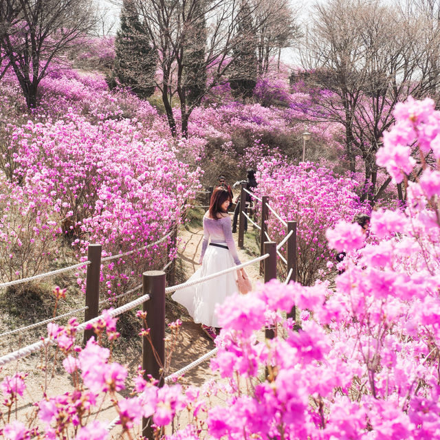 絕美浪漫杜鵑花海💜 首爾近郊🇰🇷