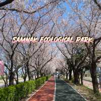 Samnak Ecological Park จุดชมซากุระสวยในปูซาน
