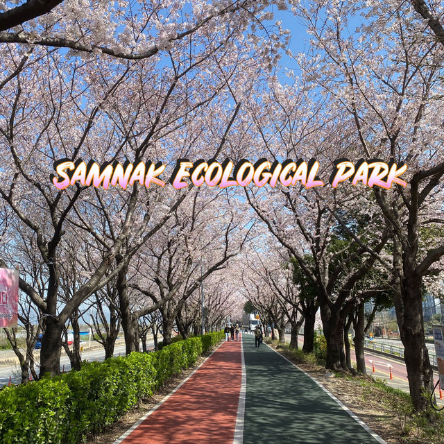 Samnak Ecological Park จุดชมซากุระสวยในปูซาน