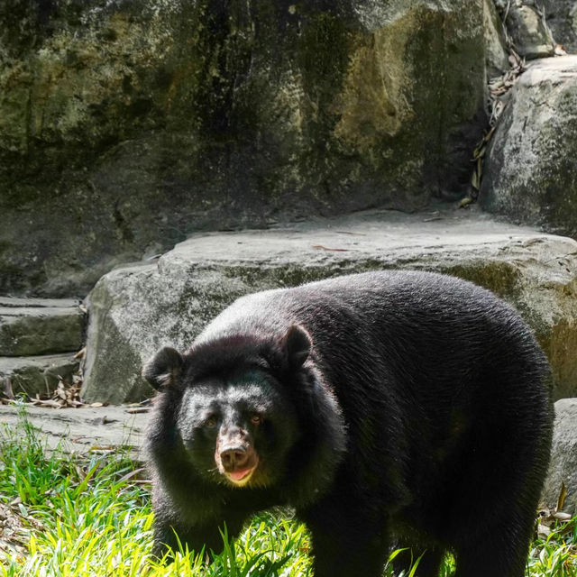 【東京上野動物園】豐富多彩動物世界 【東京上野動物園】豐富多彩動物世界