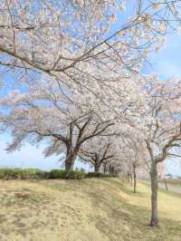 【栃木】 下野市 どこまでも続く桜並木