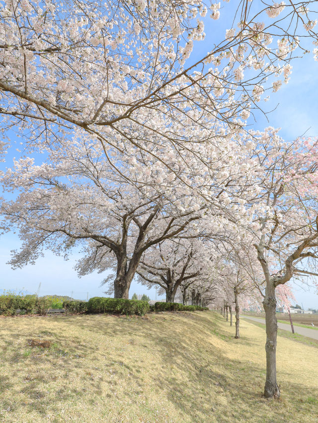 【栃木】 下野市 どこまでも続く桜並木