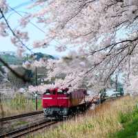 SAKURA HUNTING : SHIROISHI RIVER 