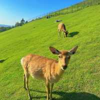 【吉隆坡】鹿園：野生動物與大自然的完美結合，讓您親近奇珍異景