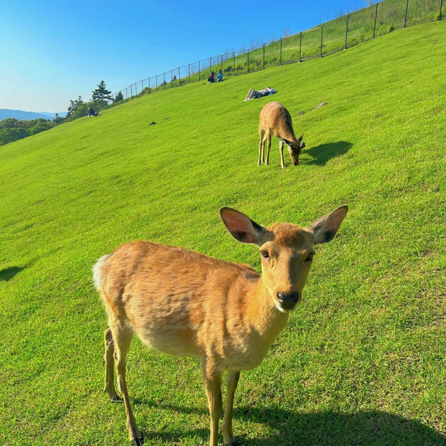 【吉隆坡】鹿園：野生動物與大自然的完美結合，讓您親近奇珍異景