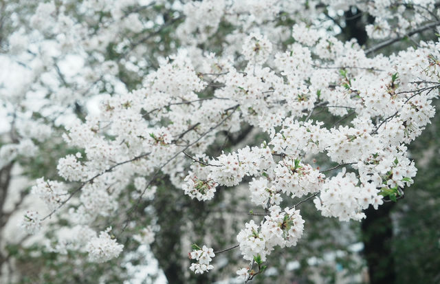 目黑川｜小眾賞櫻景點🌸