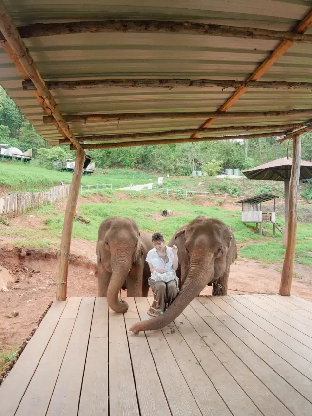 【チェンマイ】ゾウカフェが楽しすぎる！！🐘♡