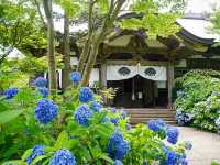 秋田北浦雲昌寺繡球花