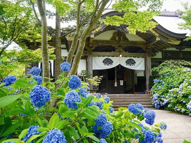 秋田北浦雲昌寺繡球花