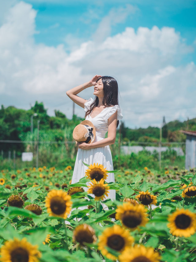 自小好喜歡太陽花🌻太陽花俾人嘅感覺喺好開朗好陽光  太陽花（向日葵）的花語是信念、光輝、高傲、忠誠、愛慕、勇敢地去追求自己想要的幸福、沉默的愛！  好有意思🥰  雖然我未收過太陽花🌻 但我送過俾