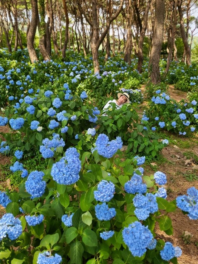 내년이 더 기대되는 동화같은 밀양 수국동산