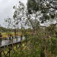 【澳洲】Phillip Island樹熊保育中心：近距離觀察樹熊!🐨