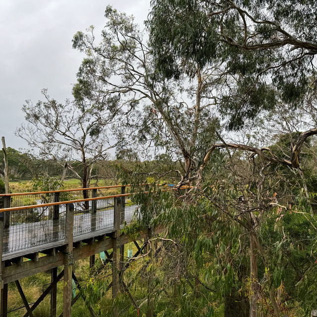 【澳洲】Phillip Island樹熊保育中心：近距離觀察樹熊!🐨