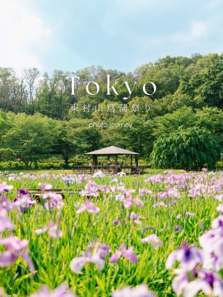 [Higashimurayama] Spectacular views! Iris Festival