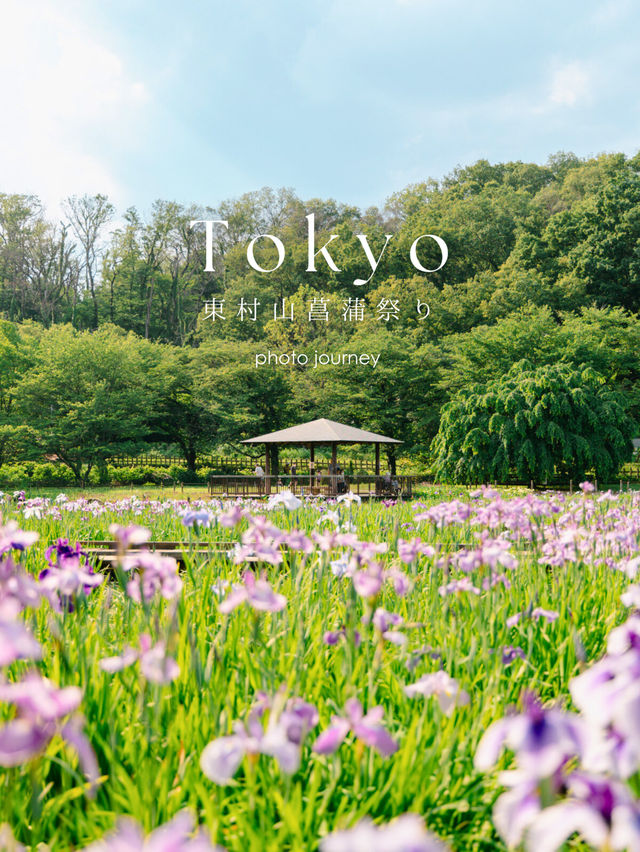 【東村山】絶景！菖蒲祭り