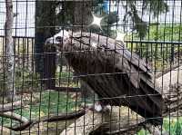 【美國🇺🇸芝加哥】☀️免費入場☀️林肯公園動物園，觀賞動物，適合全天遊玩