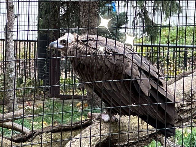 【美國🇺🇸芝加哥】☀️免費入場☀️林肯公園動物園，觀賞動物，適合全天遊玩