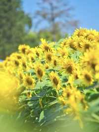 入場無料‼️見頃これから🌻※おでかけアドバイスと訪問時の注意点付き