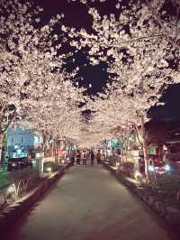〜神奈川〜古都鎌倉の桜🌸夜桜満開！