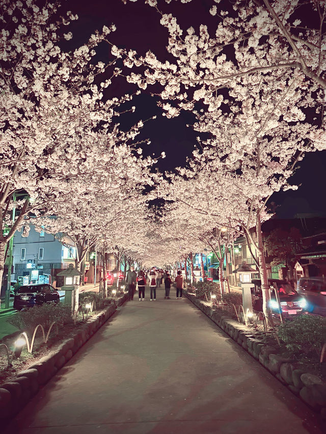 〜神奈川〜古都鎌倉の桜🌸夜桜満開！