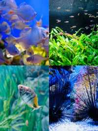 SHANGHAI OCEAN AQUARIUM 🐟