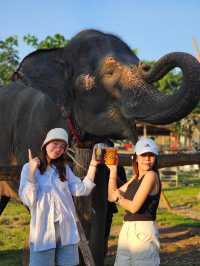 ป้อนอาหารน้องช้าง ถ่ายรูปเล่นที่ Cafe Elephant🐘