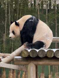 귀여운 판다들이 가득한 에버랜드 판다월드 🐼🐼