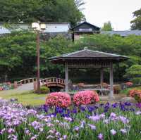 🇯🇵長崎｜西日本第一花見名所．大村公園