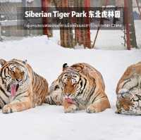 📍 Siberia Tiger Park 黑龙江·哈尔滨|东北虎林园  สถานที่ท่องเที่