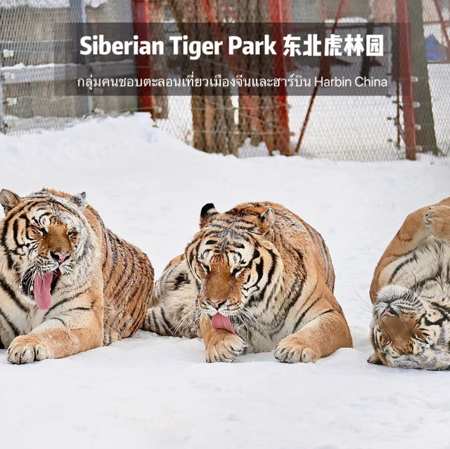 📍 Siberia Tiger Park 黑龙江·哈尔滨|东北虎林园  สถานที่ท่องเที่