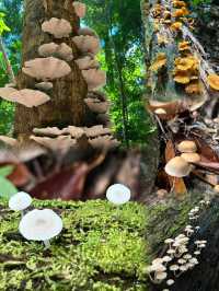 Immersed in Nature: Exploring the Majestic Beauty of Permai Rainforest in Kuching