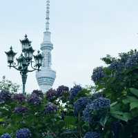 東京 晴空塔