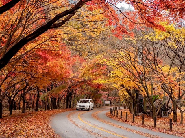 韓國秋季賞楓必去內藏拍紅葉🍁隧道