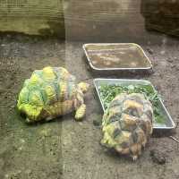 野毛山動物園