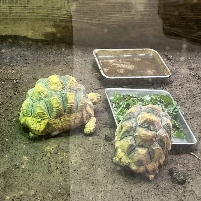 野毛山動物園