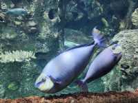 拉斯維加斯的鯊魚礁水族館