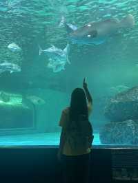 เที่ยวอควาเรียมบางแสน ชมปลาตัวใหญ่ ฟินสุดๆ 🐠🪸✨