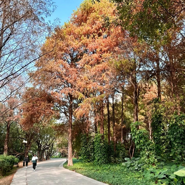 六甲落羽松森林：城市濕地中的秋色奇幻 🍁🌳