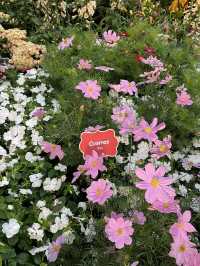 🇸🇬Join the Carnival of Flowers in Flower Dome Singapore ! 