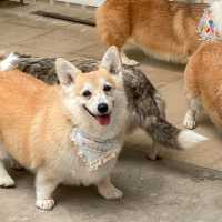 CORGI in the garden คาเฟ่คอร์กี้