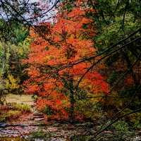 Steep Rock Preserve