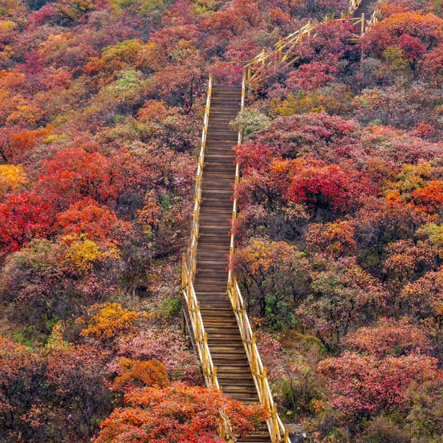 ～龍神岳～漫山紅葉～