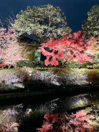 【京都東寺】境内の紅葉ライトアップ🍁と夜間特別公開