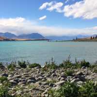 【ニュージーランド🇳🇿】テカポ湖ドライブ！