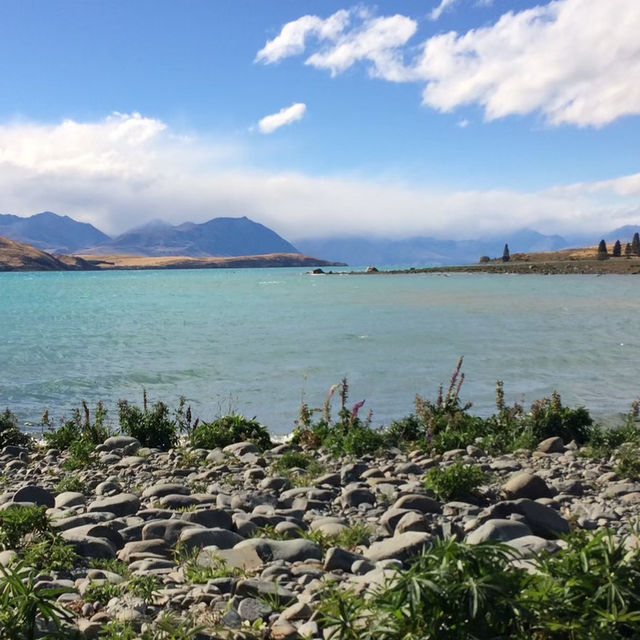 【ニュージーランド🇳🇿】テカポ湖ドライブ！