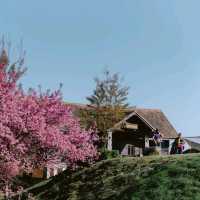โครงการบ้านเล็กในป่าใหญ่ เชียงใหม่