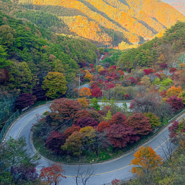 굽이굽이 펼쳐진 단풍길🍁