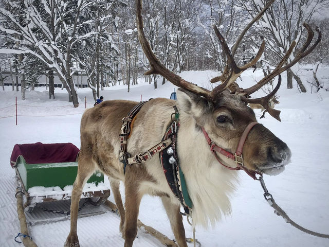 ขาวโอโม่ในตำนาน☃️สวรรค์ของคนรักหิมะ 