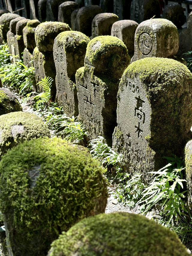 A Hidden Gem in Kyoto 🌿